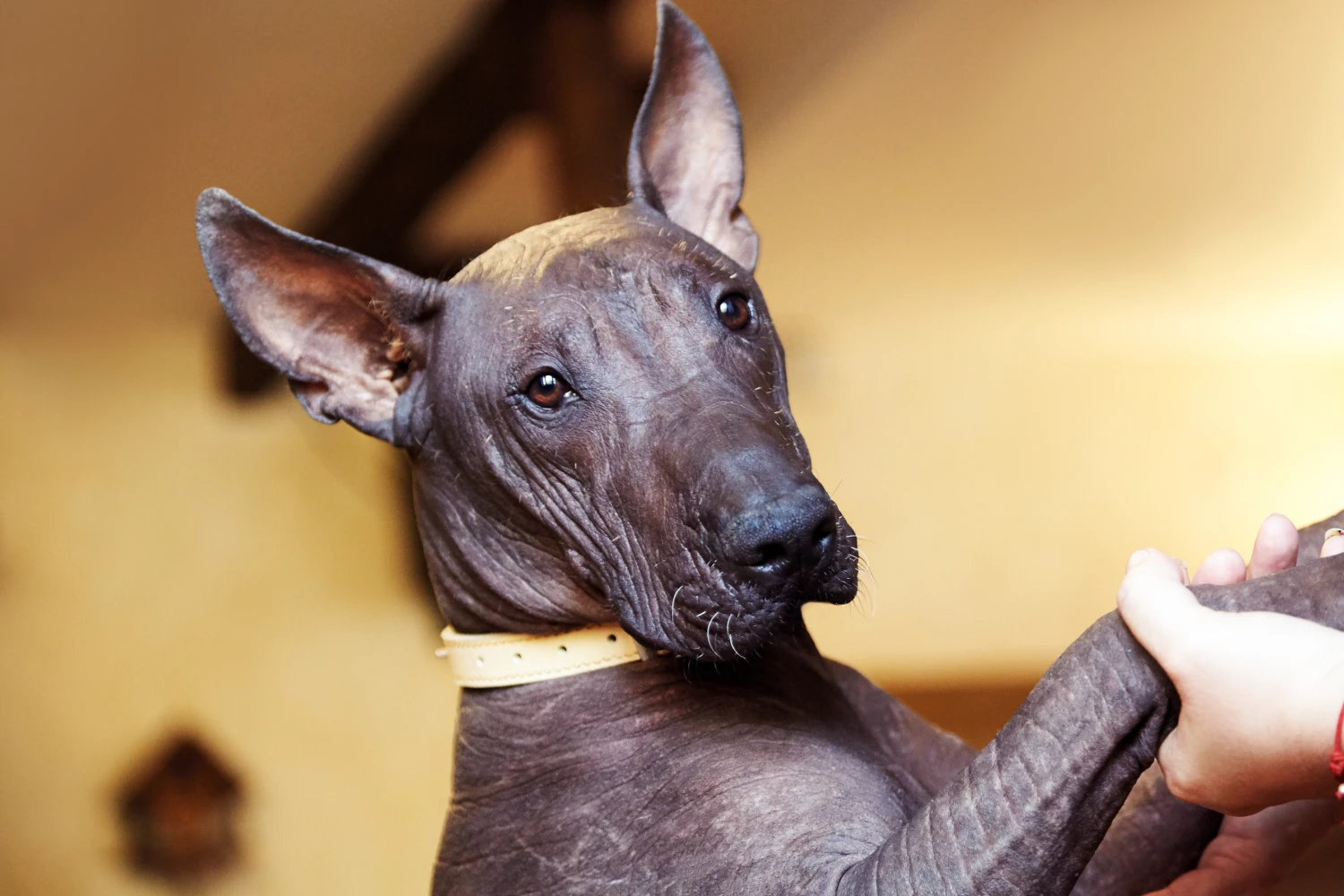 Tesla Model 3 Dog Car Seat for Xoloitzcuintli