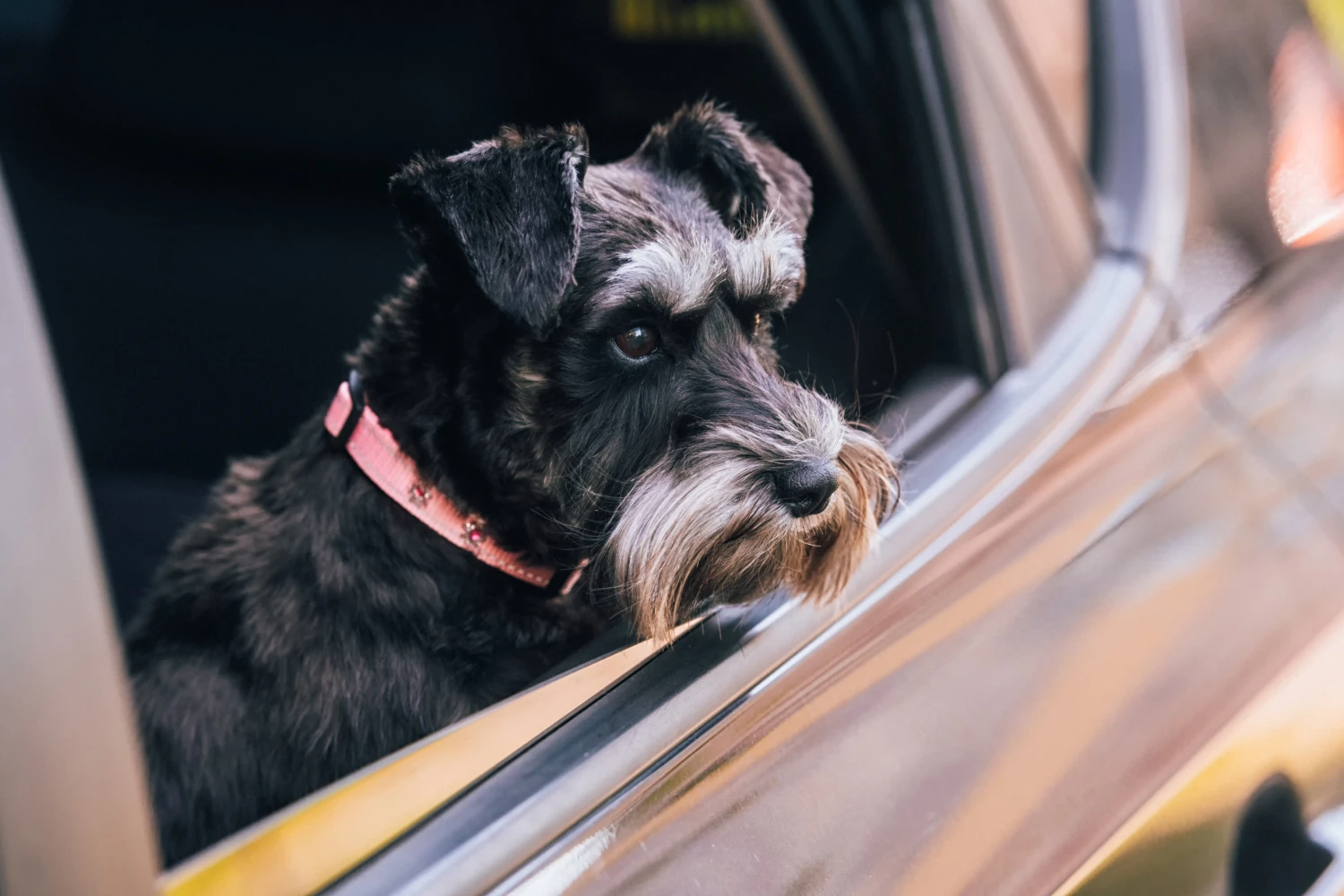 Dog Carrier Purse for Miniature Schnauzer