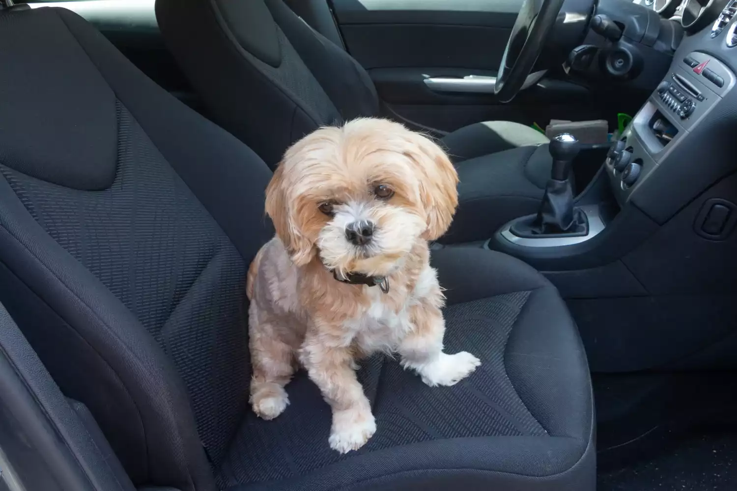 Dodge Charger Dog Safety Belt for Lhasa Apsos