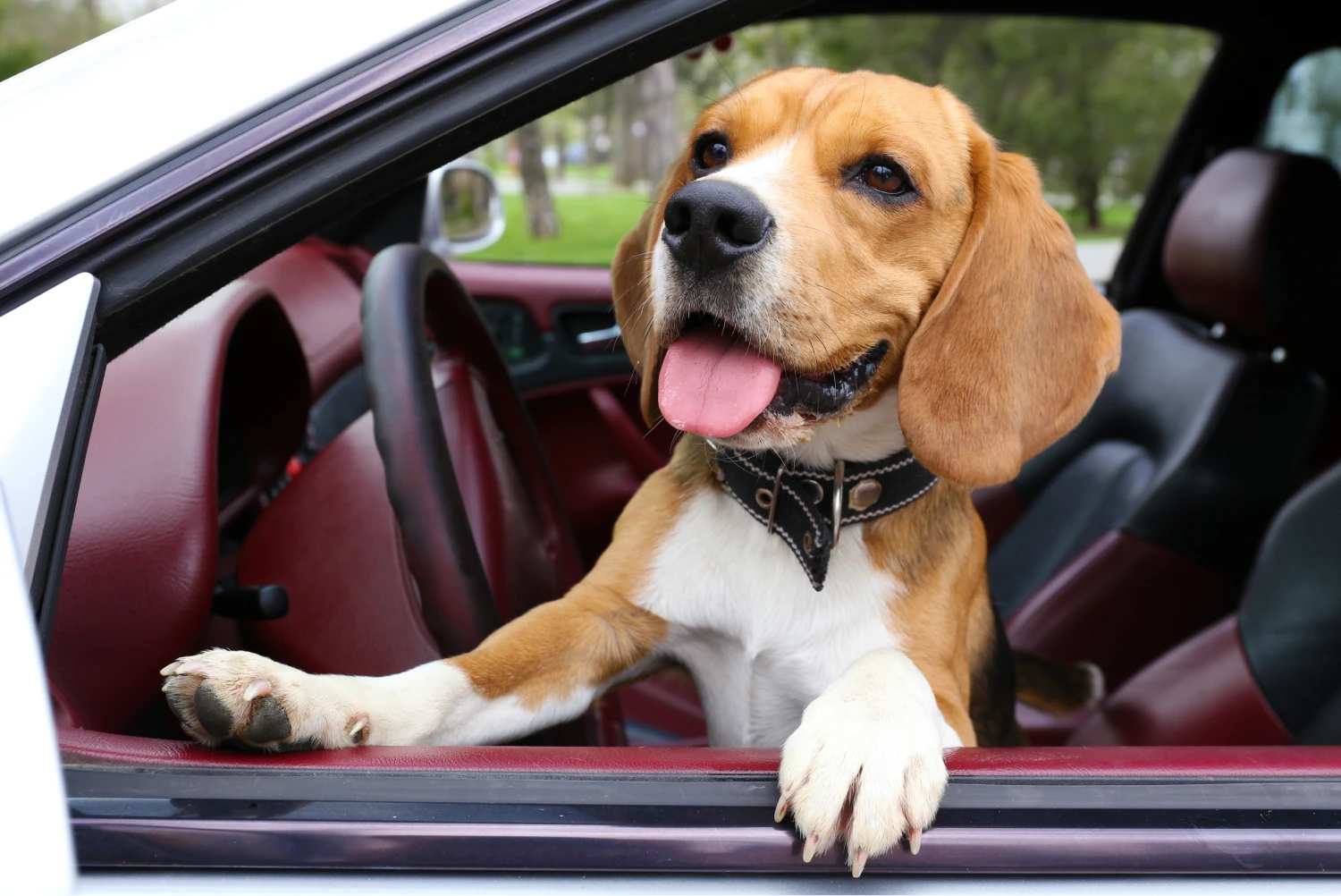 Ford Ranger Dog Safety Belt for Beagles