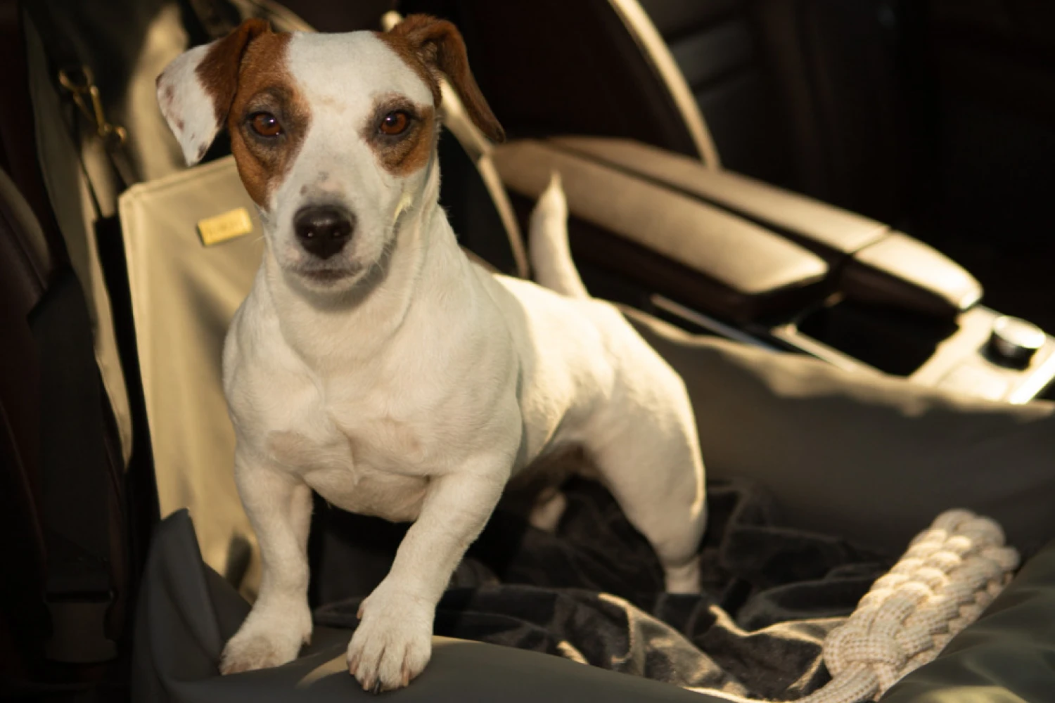 Tesla Model 3 Dog Car Seat for Xoloitzcuintli